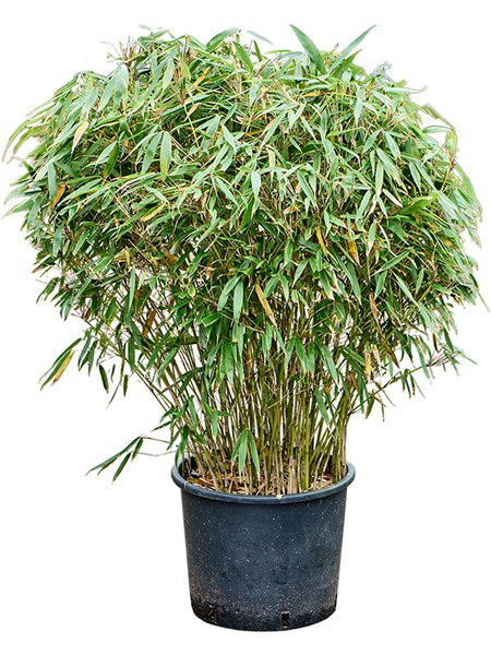 Fargesia robusta 'Pingwu', Busch, im 33cm Topf, H�he 100cm, Breite 70cm