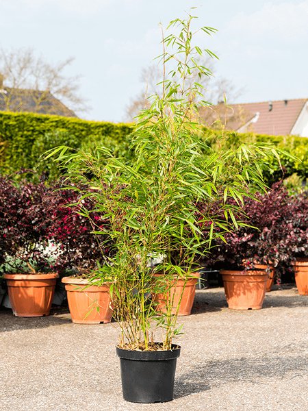 Fargesia rufa, Busch, im 26cm Topf, H�he 125cm, Breite 50cm