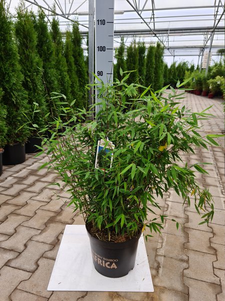 Gartenbambus 'Malachite Monkeys�' (EU-S)