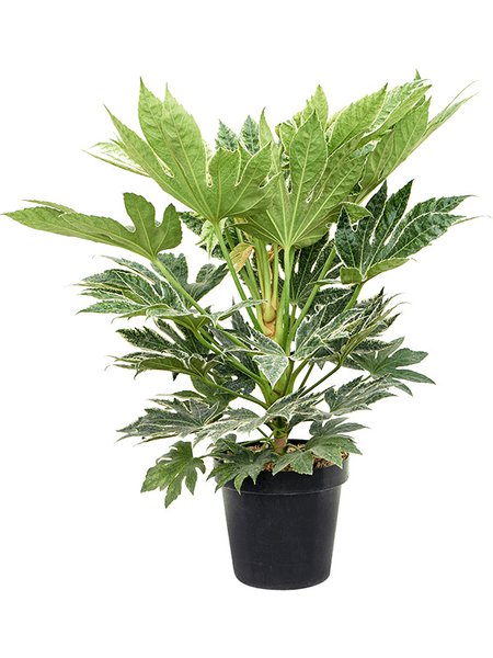 Fatsia japonica 'Spider Web', Tuff, im 24cm Topf, H�he 75cm, Breite 40cm