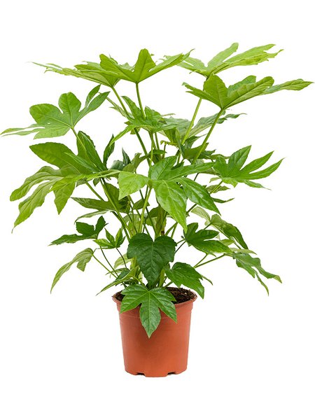 Fatsia japonica, Tuff, im 19cm Topf, H�he 55cm, Breite 50cm