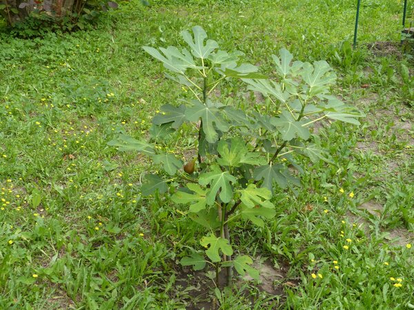 Figuier Brown Turkey, Ficus carica