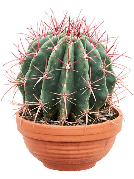 Ferocactus covillei, Kugel, im 17cm Topf, H�he 21cm, Breite 18cm