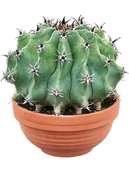 Ferocactus schwarzii, Kugel, im 17cm Topf, H�he 18cm, Breite 18cm