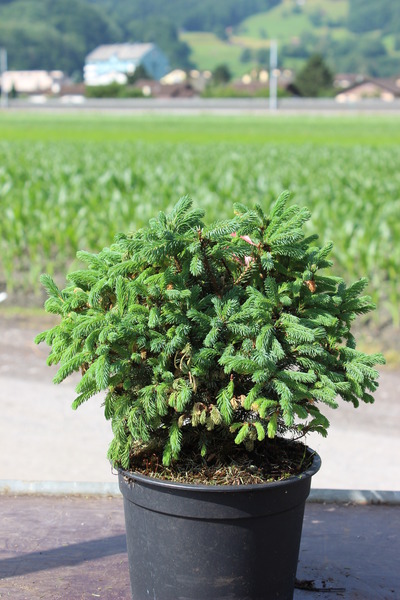 Picea glauca Echiniformis