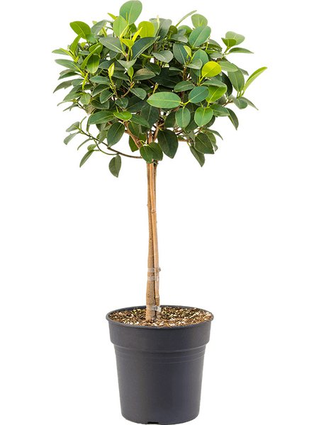 Ficu srubiginosa 'Australis', Stamm, im 24cm Topf, H�he 90cm, Breite 60cm