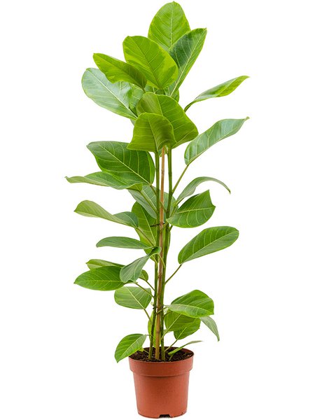 Ficus altissima 'Yellow Gem', Tuff, im 21cm Topf, H�he 95cm, Breite 45cm