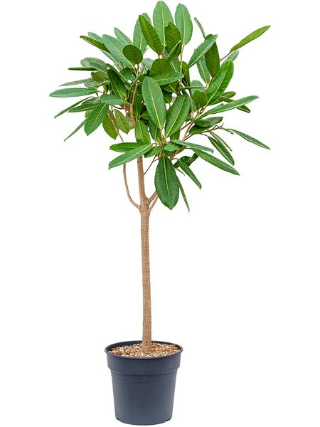 Ficus america 'Tresor', Stamm, im 30cm Topf, H�he 150cm, Breite 80cm