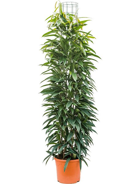 Ficus amstel king, S�ule 180, im 31cm Topf, H�he 160cm, Breite 60cm