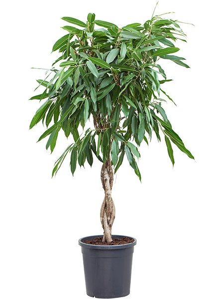 Ficus amstel king, Stamm gefl., im 31cm Topf, H�he 140cm, Breite 50cm