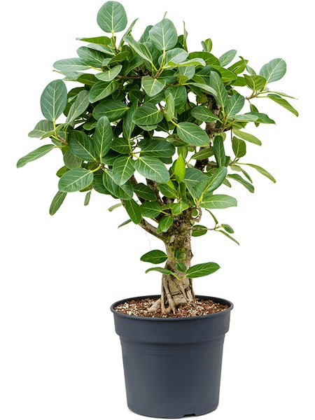 Ficus benghalensis 'Audrey', Verzweigt, im 40cm Topf, H�he 110cm, Breite 85cm
