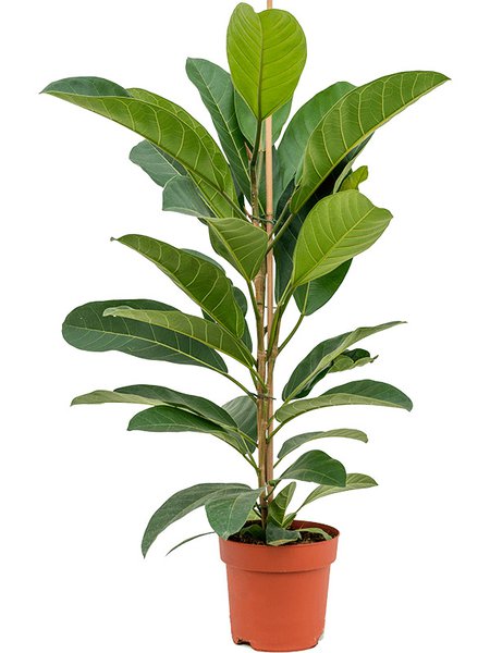 Ficus benghalensis 'Roy', Tuff, im 21cm Topf, H�he 90cm, Breite 50cm