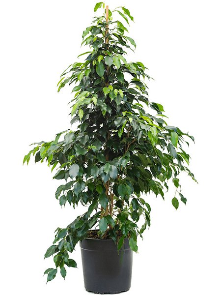 Ficus benjamina 'Danielle', Tuff, im 27cm Topf, H�he 115cm, Breite 70cm