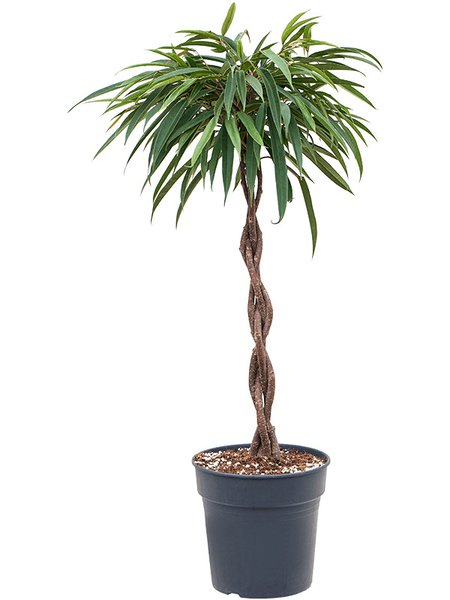 Ficus binnendijkii 'Alii'i, Stamm geflochten, im 24cm Topf, H�he 90cm, Breite 45cm