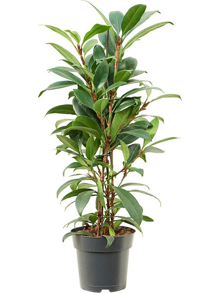 Ficus cyathistipula 'Compacta', Busch, im 17cm Topf, H�he 65cm, Breite 35cm