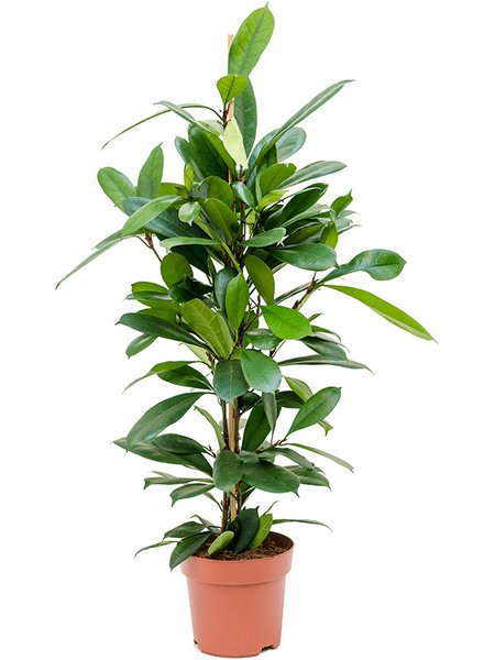 Ficus cyathistipula, Tuff, im 21cm Topf, H�he 90cm, Breite 40cm