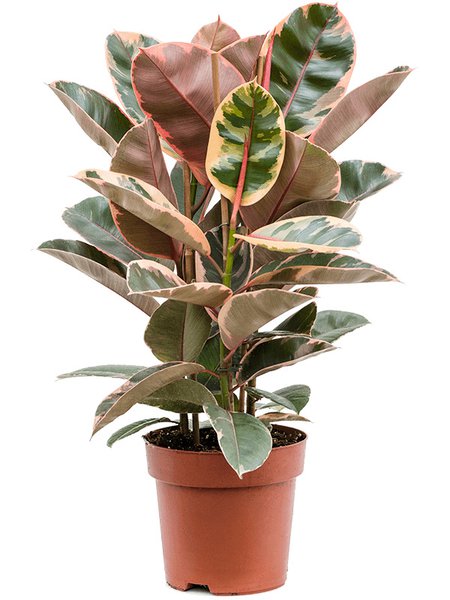 Ficus elastica 'Belize', Tuff, im 24cm Topf, H�he 75cm, Breite 45cm
