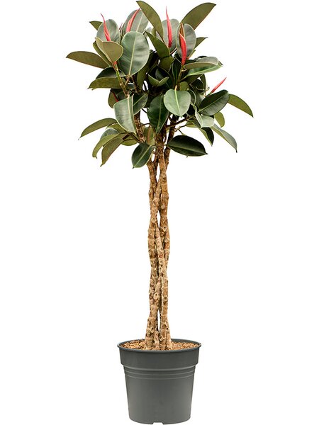 Ficus elastica 'Burgundy', Stamm geflochten, im 30cm Topf, H�he 140cm, Breite 65cm