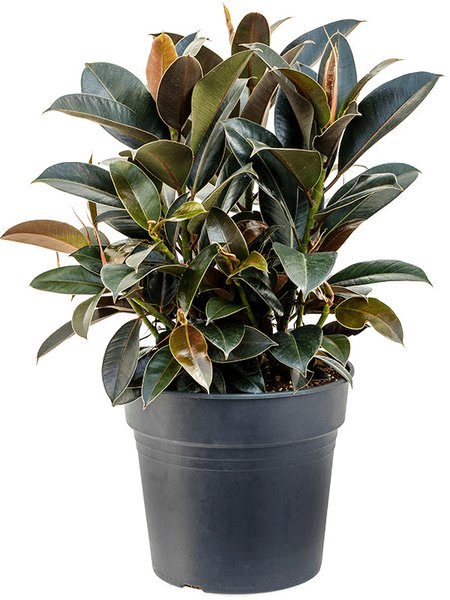 Ficus elastica 'Melany', Busch, im 30cm Topf, H�he 75cm, Breite 65cm