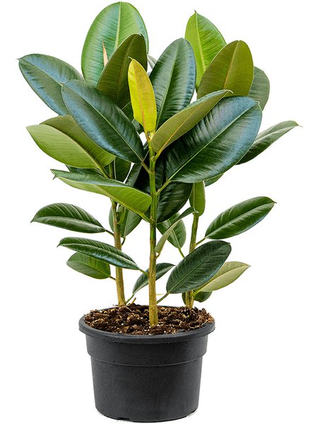 Ficus elastica 'Robusta', Tuff, im 21cm Topf, H�he 50cm, Breite 40cm