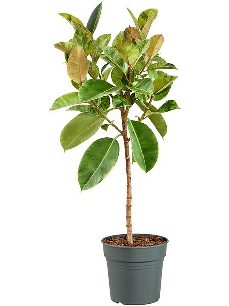 Ficus elastica 'Shivereana Moonshine', Stamm, im 30cm Topf, H�he 140cm, Breite 55cm