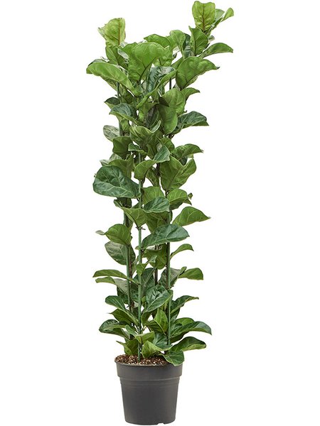 Ficus lyrata 'Bambino', Tuff, im 30cm Topf, H�he 150cm, Breite 50cm