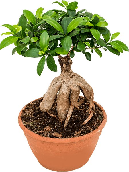 Ficus microcarpa 'Ginseng', Bonsai, im 22cm Topf, H�he 45cm, Breite 20cm
