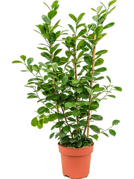 Ficus microcarpa 'Moclame', Gestell, im 24cm Topf, H�he 100cm, Breite 40cm