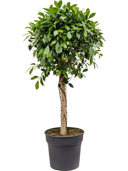 Ficus microcarpa 'Nitida', Stamm, im 34cm Topf, H�he 140cm, Breite 50cm