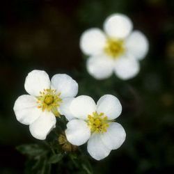 Fingerstrauch 'Abbotswood' Lubera