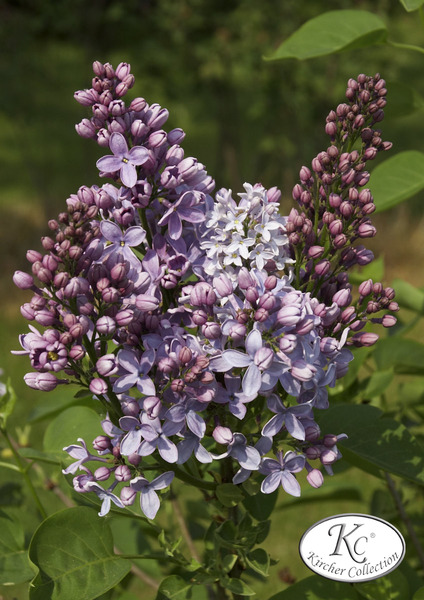 Syringa vulgaris 'Boule Azur�e'