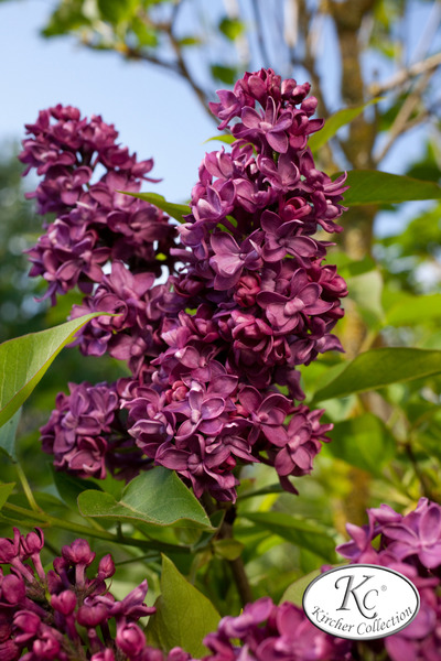 Syringa vulgaris 'Charles Joly' XXL Pflanze