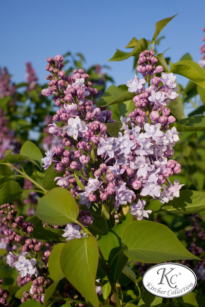 Syringa vulgaris 'Michael Buchner'