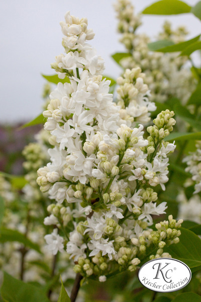 Syringa vulgaris 'Mme Lemoine'