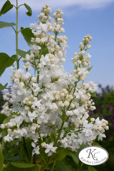 Flieder, Edelflieder Schneek�nigin �