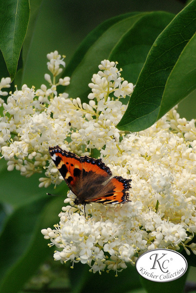 Syringa reticulata 'City of Toronto'