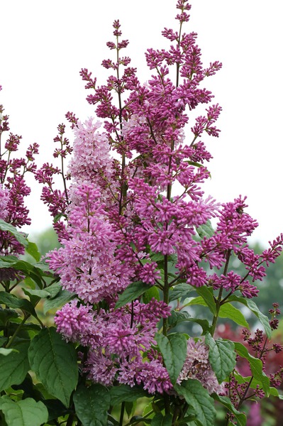 rosa Rispe des Flieders Minuet