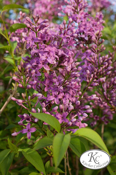 Flieder, K�nigsflieder 'Saugeana'