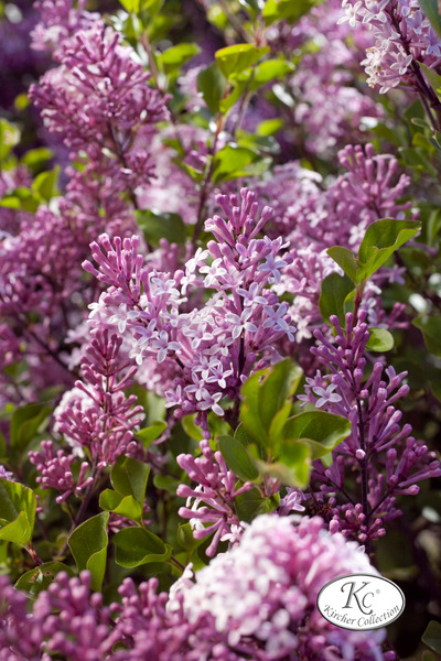 Syringa meyeri 'Palibin'