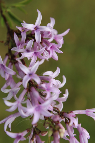 Fliederst�mmchen Afghanischer Flieder, Syringa afghanica