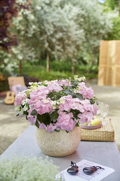 Girlanden-Hortensie 'French Bolero'� rosa
