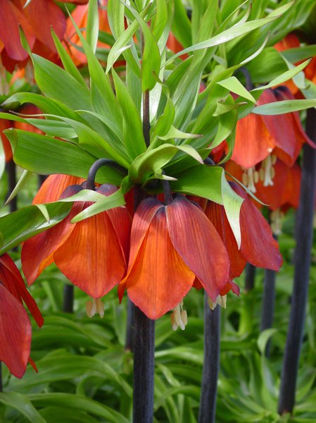 Kaiserkrone 'Rubra'