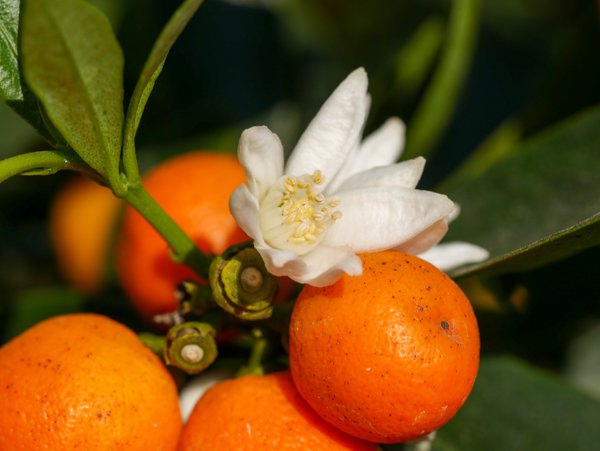 Kumquat