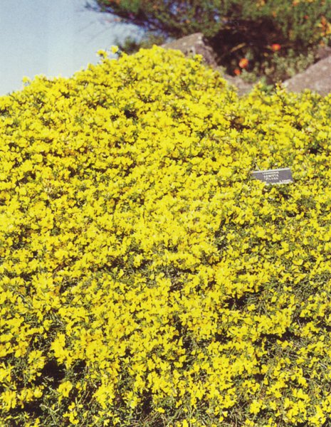 GENISTA pilosa 'Vancouver Gold'