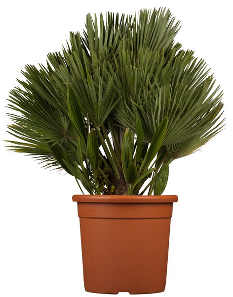 Zwergpalme 'Compacta' (Chamaerops humilis)