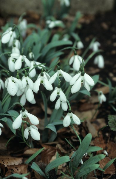 Galanthus elwesii