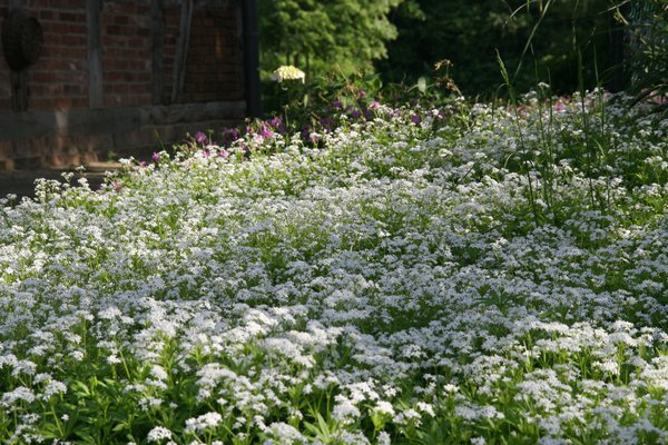 Galium odoratum, gaillet odorant