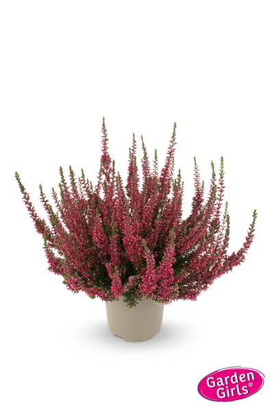 Winterharte Knospenheide Gardengirls� 'Athene' (S)