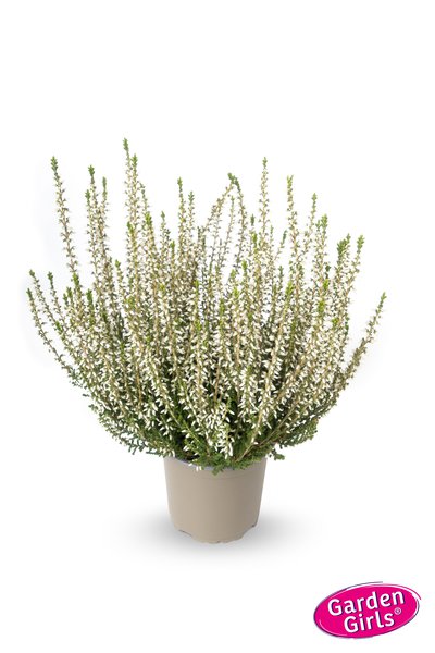 Winterharte Knospenheide Gardengirls� 'Bettina' (S)