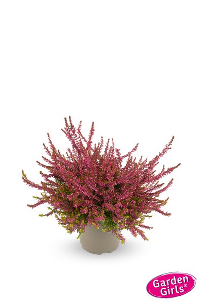Winterharte Knospenheide Gardengirls� 'Bonita' (S)